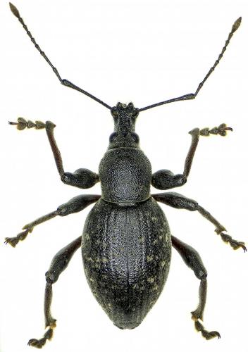 Réf. 217 287 : Otiorhynchus hungaricus